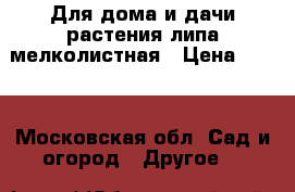 Для дома и дачи-растения липа мелколистная › Цена ­ 700 - Московская обл. Сад и огород » Другое   